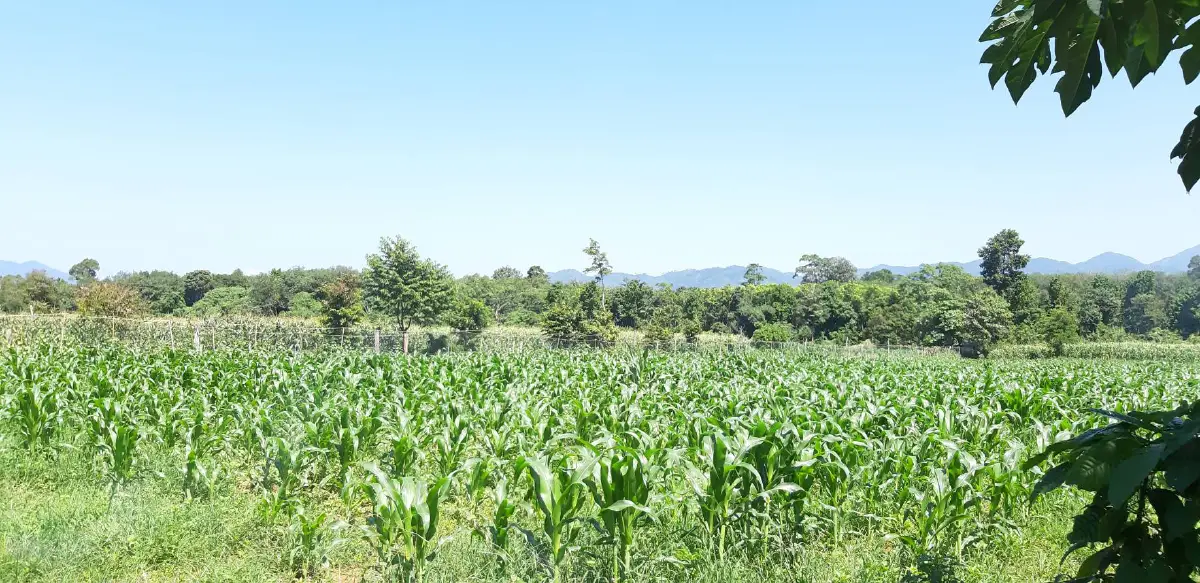 "รือเสาะ"เริ่มปลูกผักสวนครัวสร้างความมั่นคงทางอาหารยุคโควิดระบาด