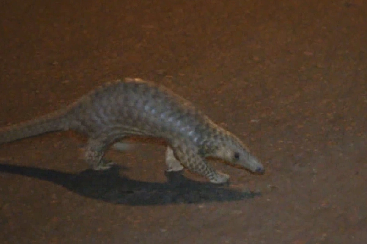 ภาพหายาก"ตัวนิ่ม"หนีไฟป่าข้ามถนนหลวง ทองผาภูมิ-สังขละบุรี