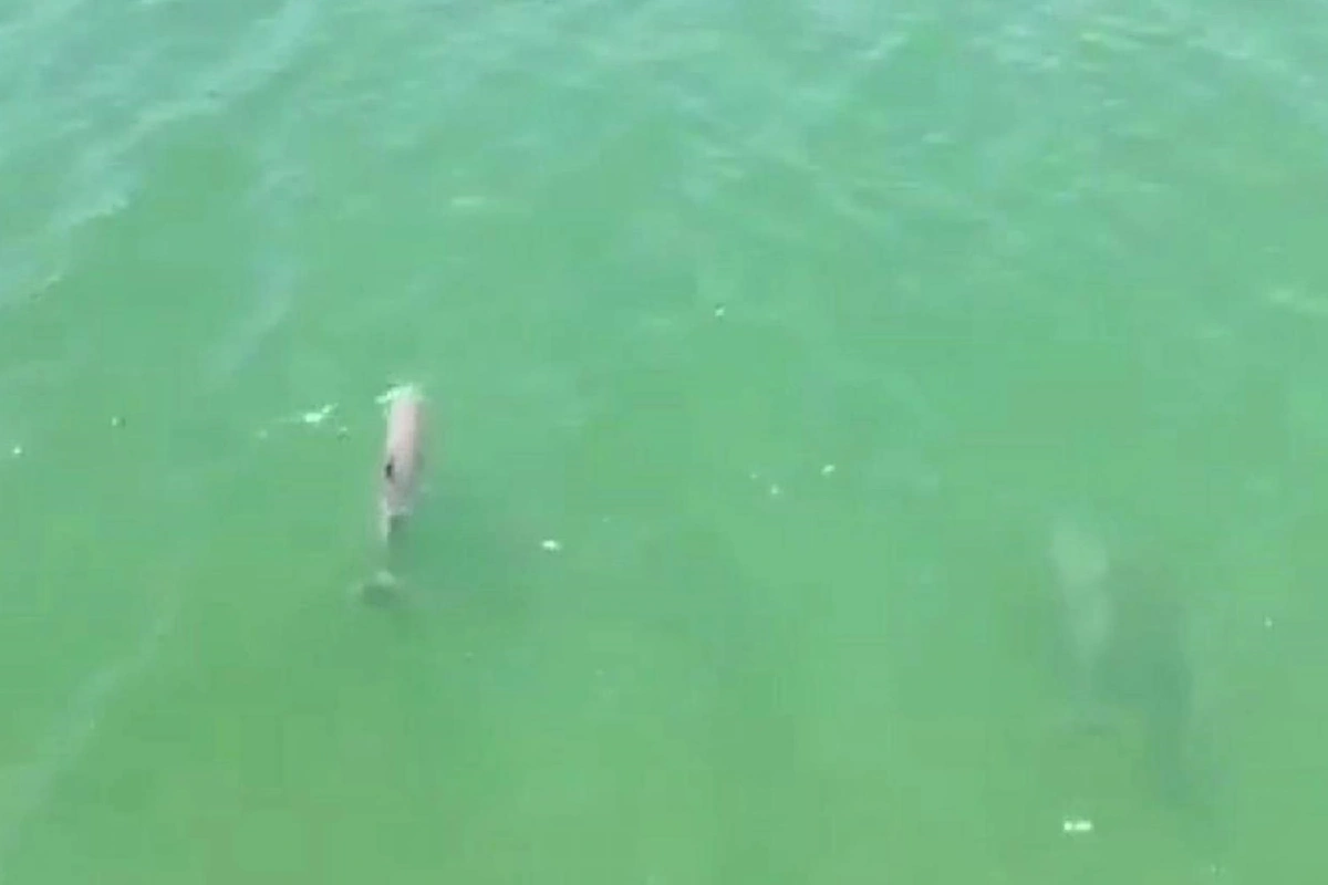 โควิด-19หยุดท่องเที่ยวตรังพบสัตว์ทะเลหายากโผล่อันดามัน