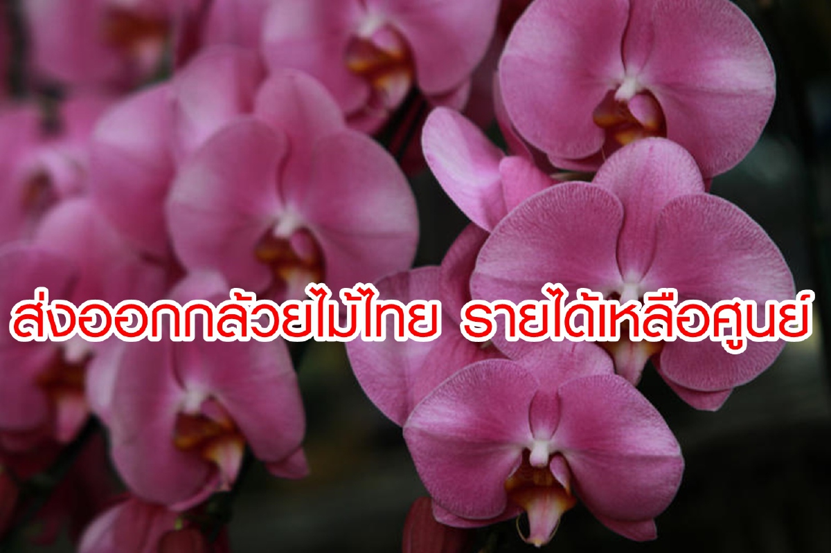 พิษโควิด-19 ชะงักส่งออกกล้วยไม้ รายได้เป็นศูนย์ พิษโควิด-19 ชะงักส่งออกกล้วยไม้ รายได้เป็นศูนย์