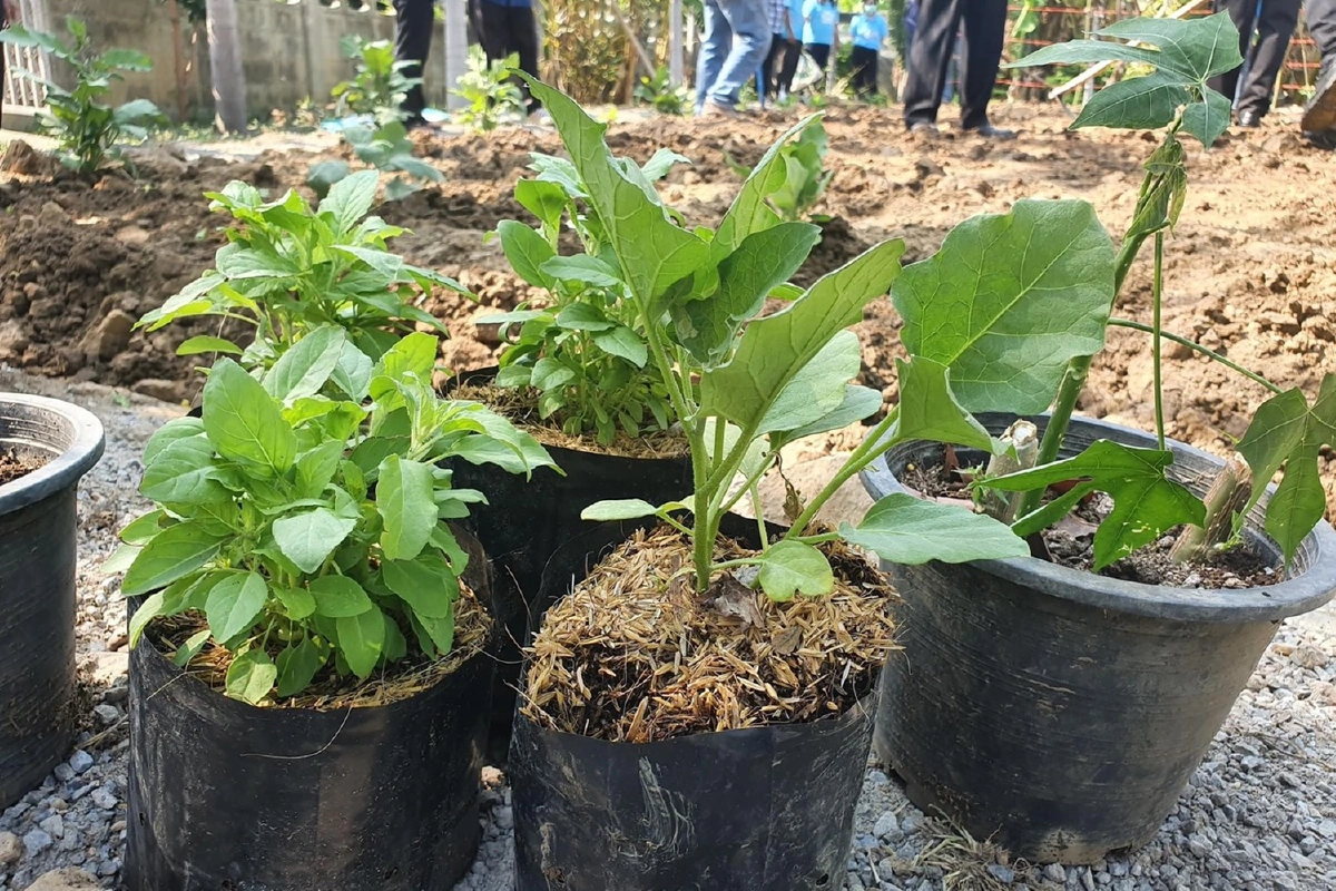 นอภ.ท่าม่วงปลูกผักสวนครัว สร้างแหล่งอาหารสู้โควิด-19