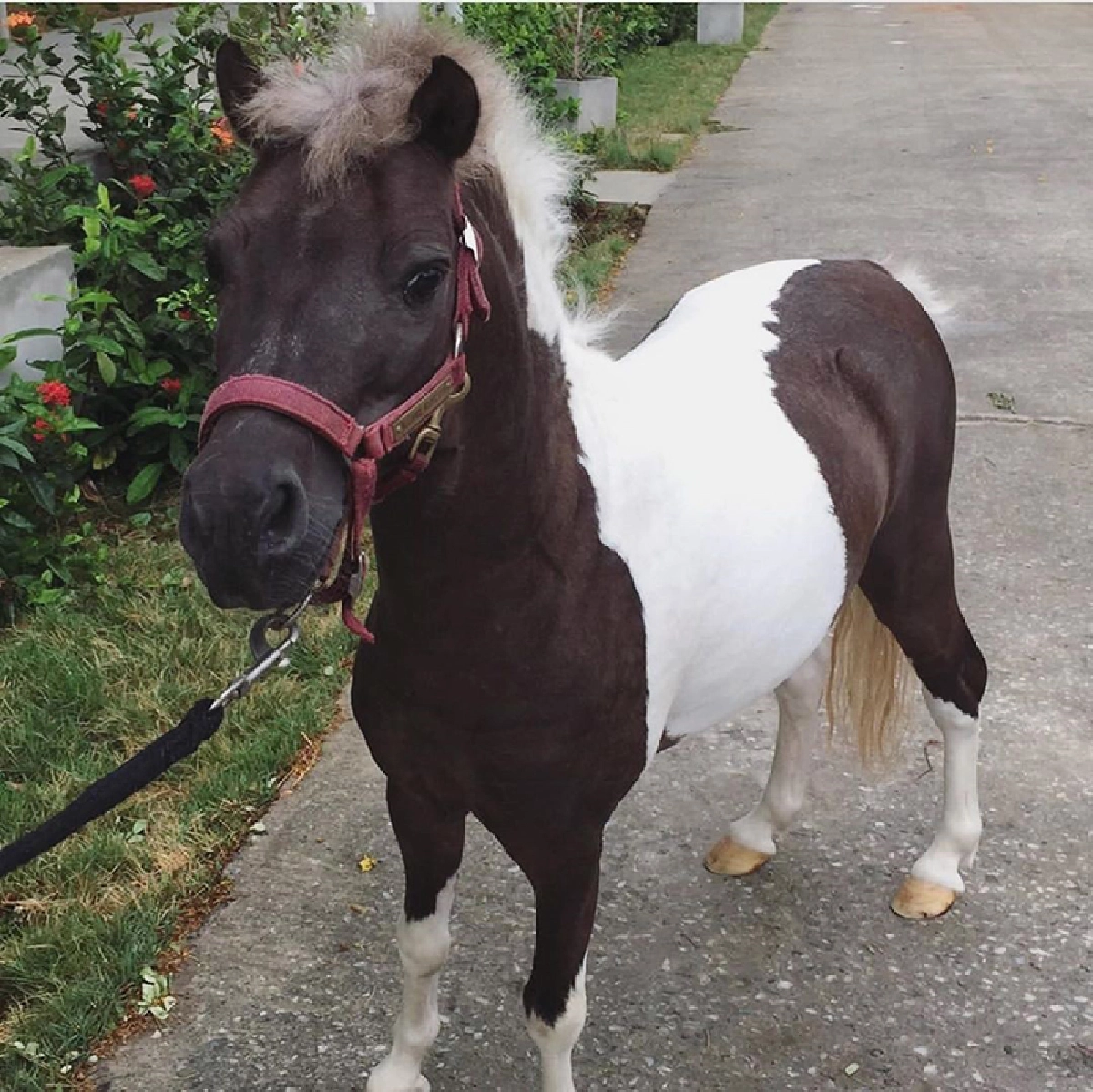 แอฟ ทักษอร สุดเศร้า! ม้าเลี้ยงตายเกือบทั้งครอบครัวเพราะโรคระบาด