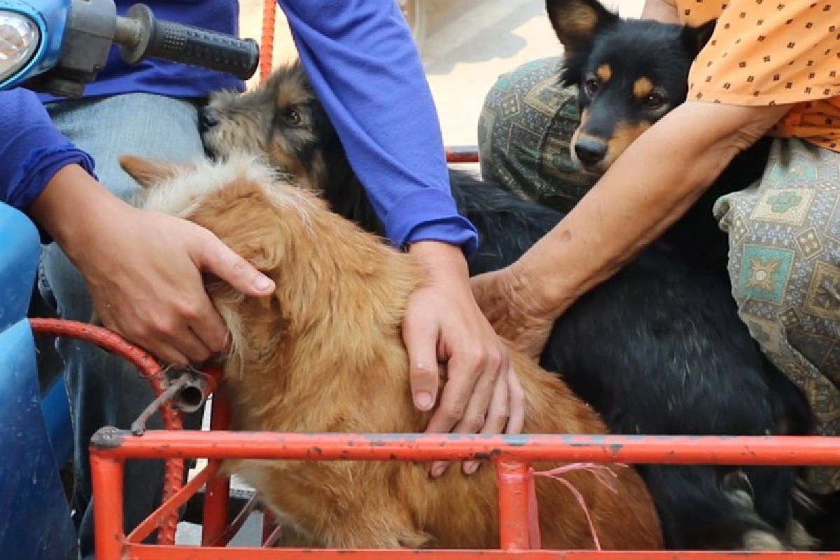 พิษสุนัขบ้าอาละวาดเทศบาลนครขอนแก่น ถูกประกาศเป็นเขตโรคระบาดสัตว์ชั่วคราว