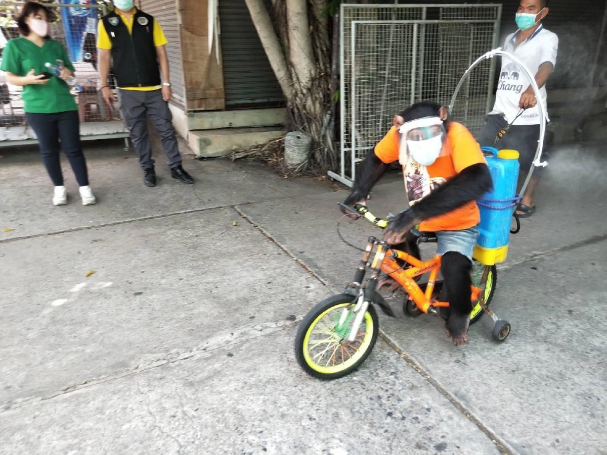 บุกตรวจฟาร์มจระเข้บังคับลิงชิมแปนซีปั่นจักรยานพ่นยาฆ่าเชื้อ