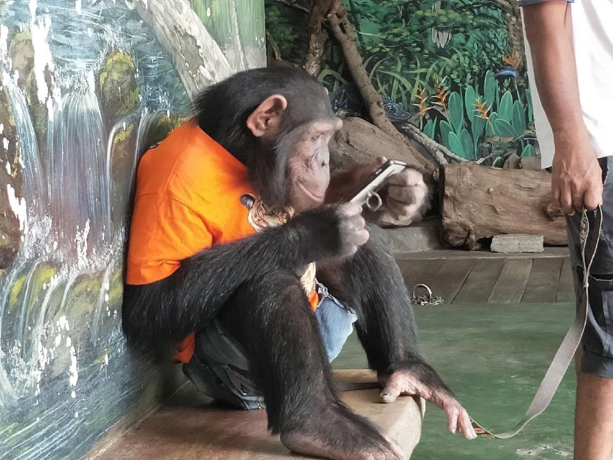 บุกตรวจฟาร์มจระเข้บังคับลิงชิมแปนซีปั่นจักรยานพ่นยาฆ่าเชื้อ