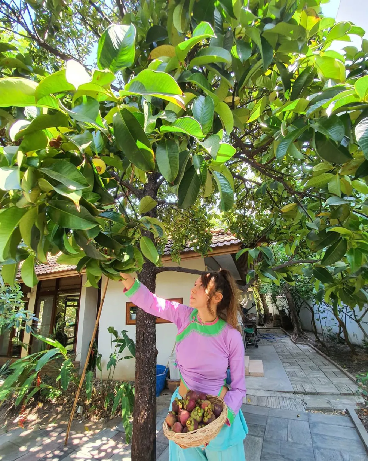 กิจกรรมกักตัวของ ปาล์มมี่ เก็บมังคุดในสวนที่บ้านในกรุงเทพฯออกผลเยอะน่าชื่นใจ 