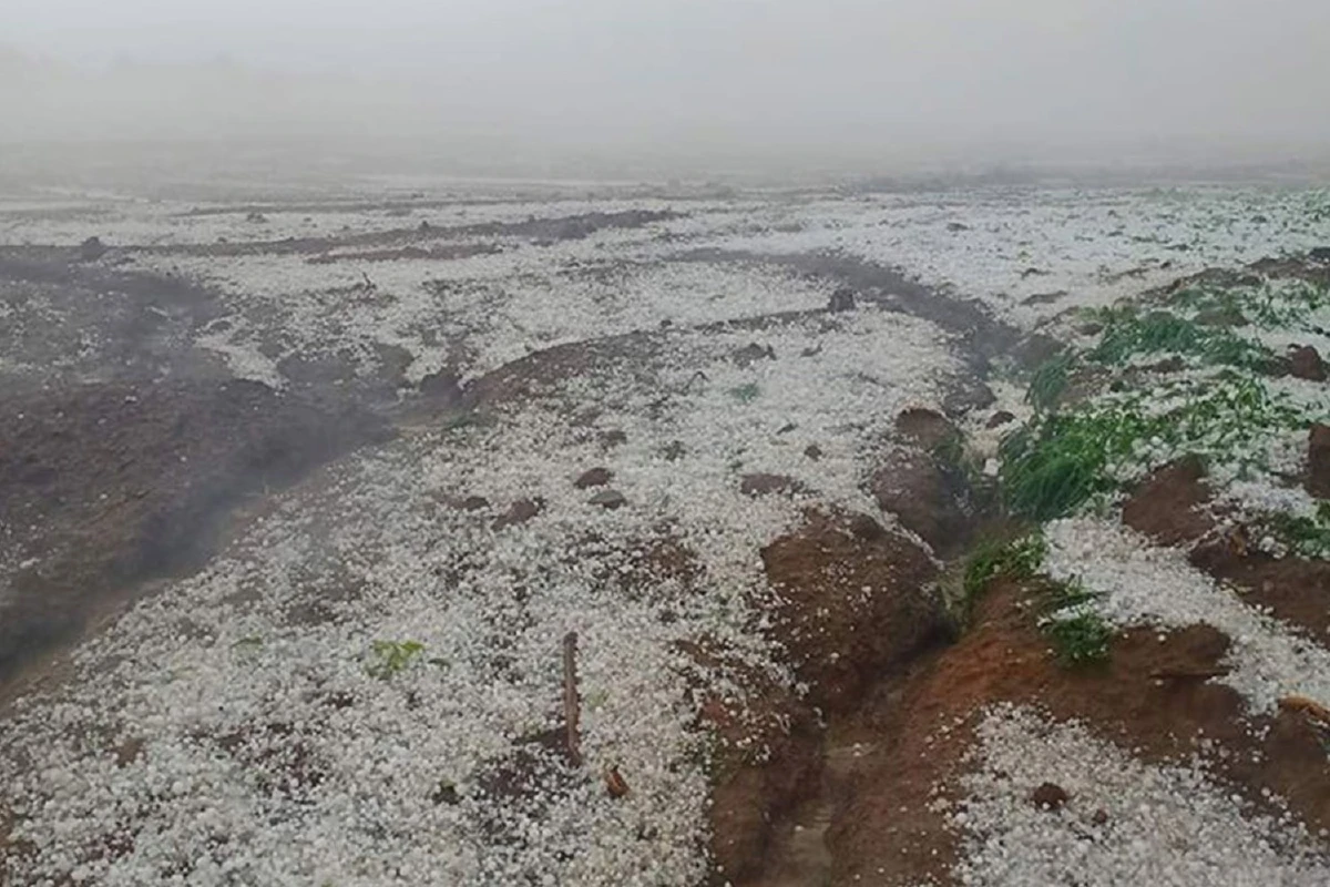 ลูกเห็บถล่มภูทับเบิก พื้นที่ปลูกพืชเศรษฐกิจชาวเขา เสียหายยับ