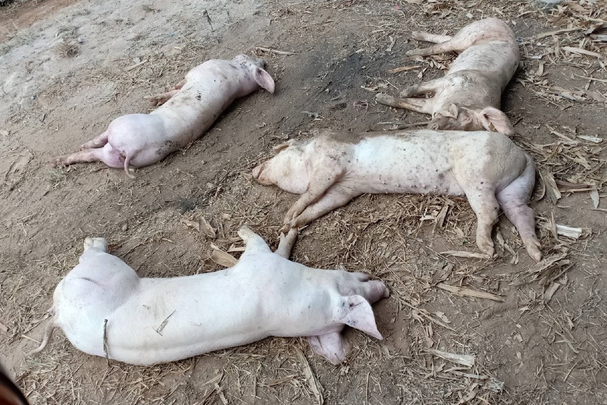 อหิวาต์ระบาดหมูพะเยาถูกฆ่าหมดฟาร์มผ่านมา5เดือนไม่ได้เงินชดเชย อหิวาต์ระบาดหมูพะเยาถูกฆ่าหมดฟาร์มผ่านมา5เดือนไม่ได้เงินชดเชย