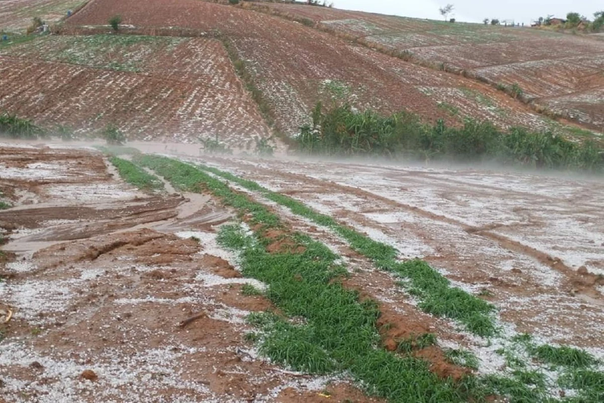 ลูกเห็บถล่มภูทับเบิก พื้นที่ปลูกพืชเศรษฐกิจชาวเขา เสียหายยับ