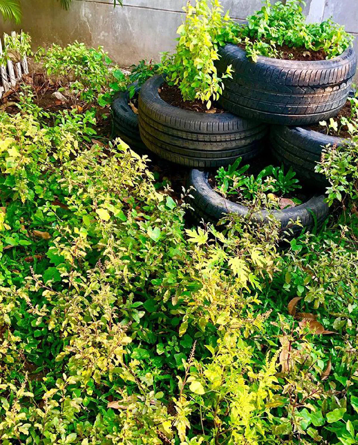 "เชอรี่ เข็มอัปสร" กับชีวิตเรียบง่าย ปลูกผักสวนครัวรอบบ้านสีเขียวสดชื่น