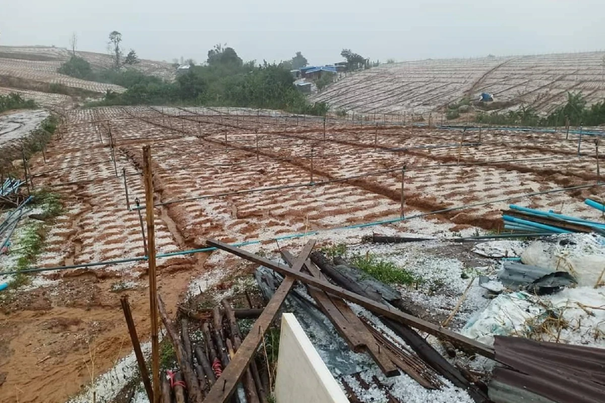 ลูกเห็บถล่มภูทับเบิก พื้นที่ปลูกพืชเศรษฐกิจชาวเขา เสียหายยับ