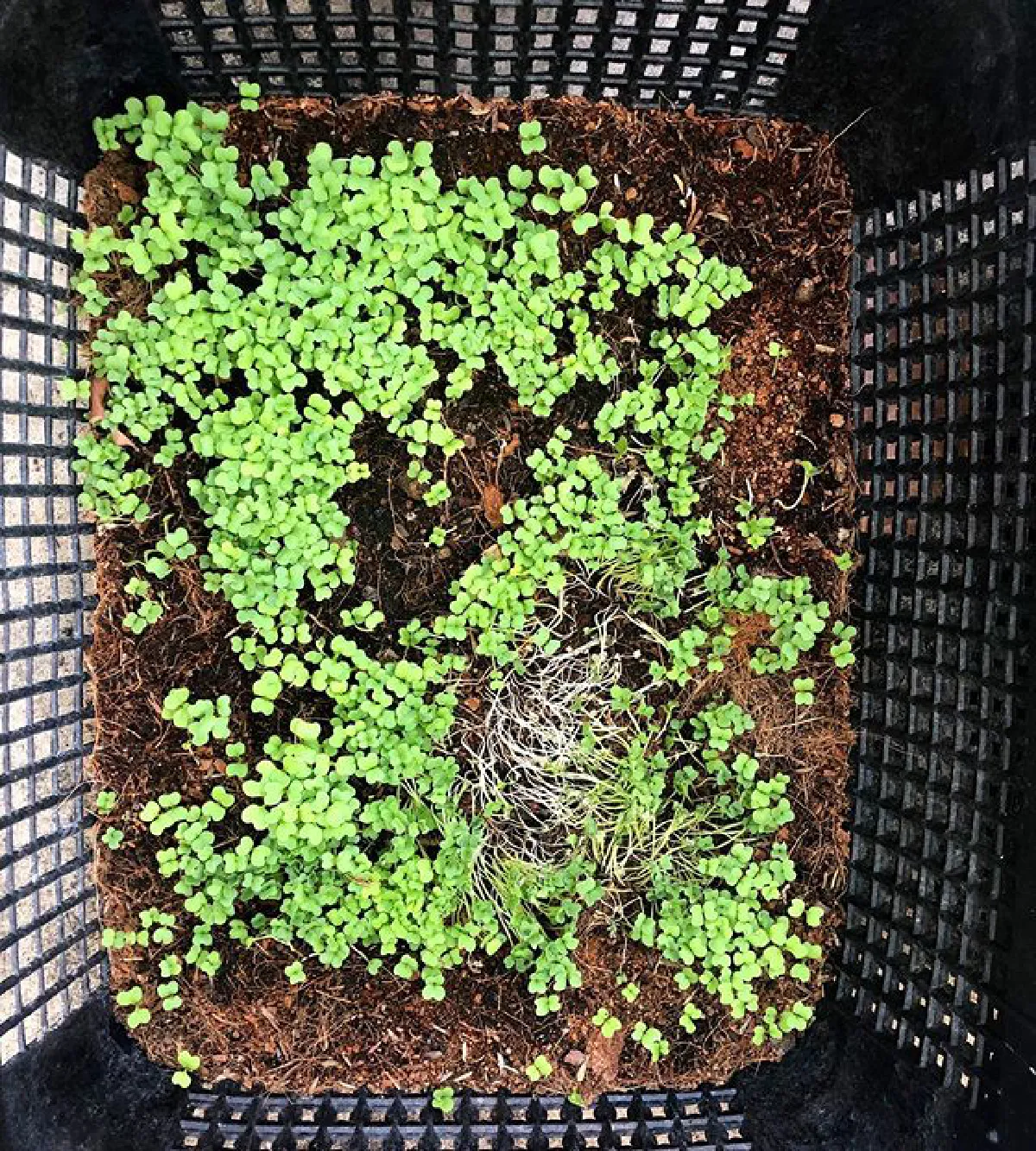 "เชอรี่ เข็มอัปสร" กับชีวิตเรียบง่าย ปลูกผักสวนครัวรอบบ้านสีเขียวสดชื่น