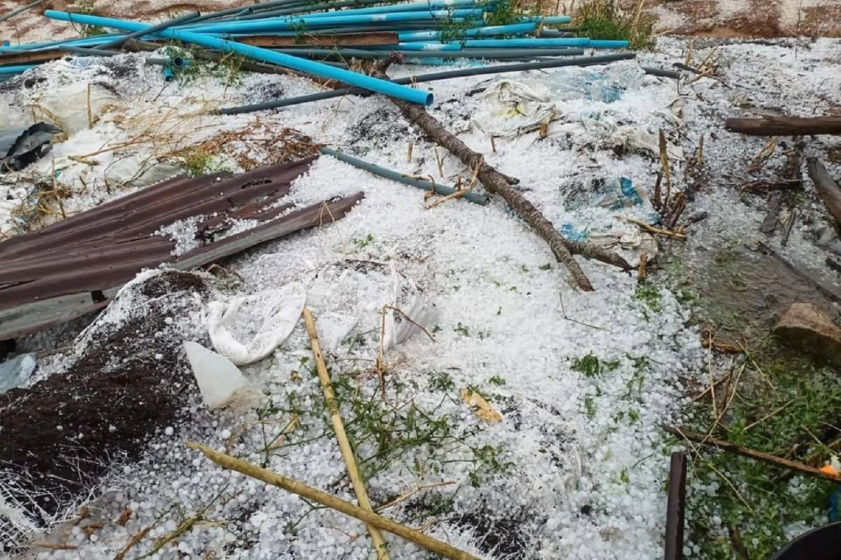 ลูกเห็บถล่มภูทับเบิก พื้นที่ปลูกพืชเศรษฐกิจชาวเขา เสียหายยับ