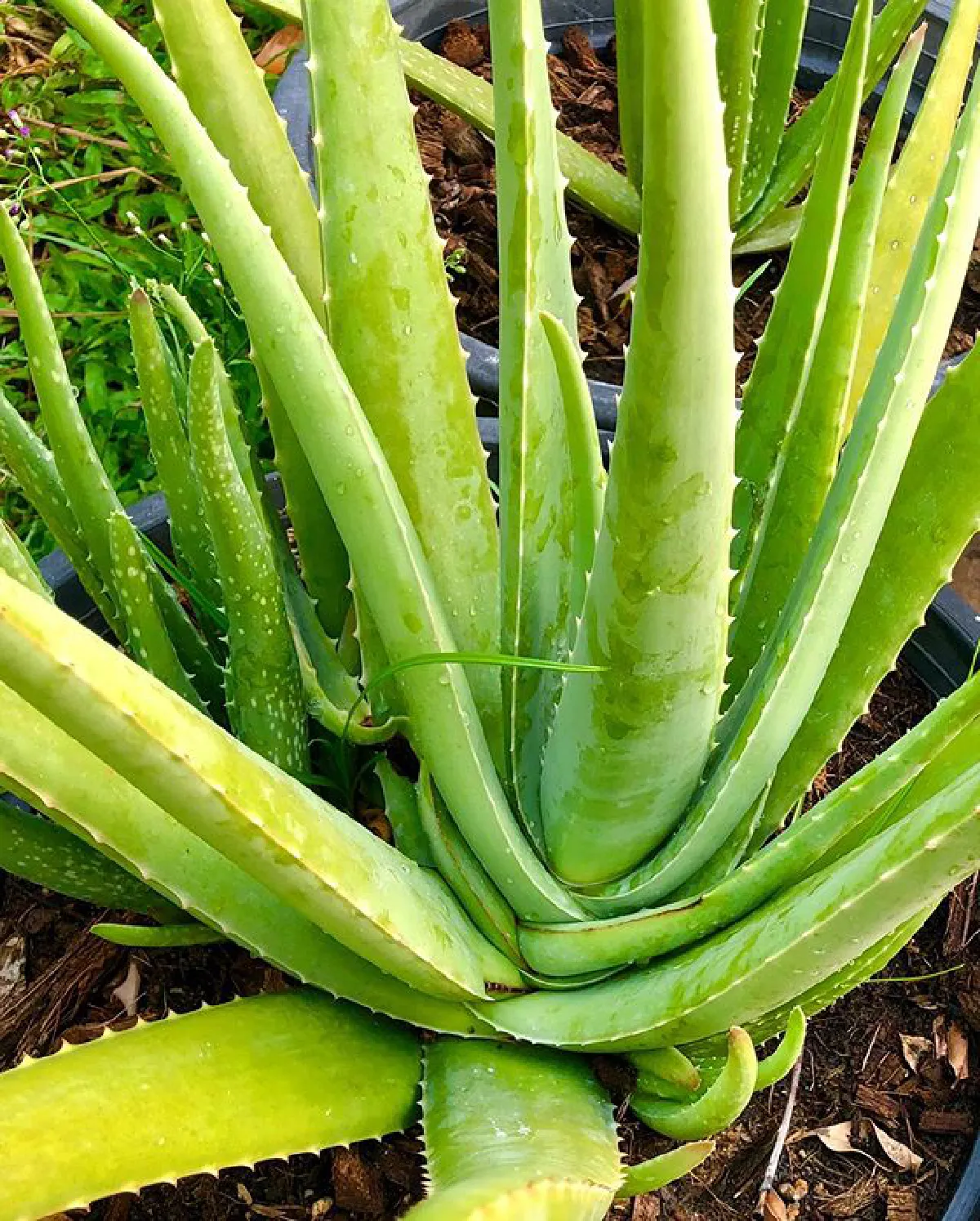 "เชอรี่ เข็มอัปสร" กับชีวิตเรียบง่าย ปลูกผักสวนครัวรอบบ้านสีเขียวสดชื่น