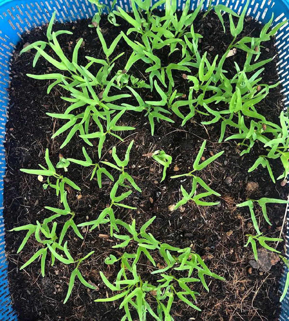 "เชอรี่ เข็มอัปสร" กับชีวิตเรียบง่าย ปลูกผักสวนครัวรอบบ้านสีเขียวสดชื่น