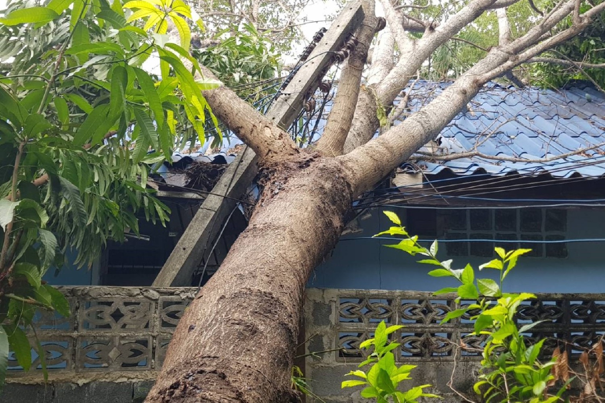 แรงลมพายุฤดูร้อนหักโค่นต้นไม้ใหญ่ทับบ้านเรือนที่ปราจีนบุรี แรงลมพายุฤดูร้อนหักโค่นต้นไม้ใหญ่ทับบ้านเรือนที่ปราจีนบุรี