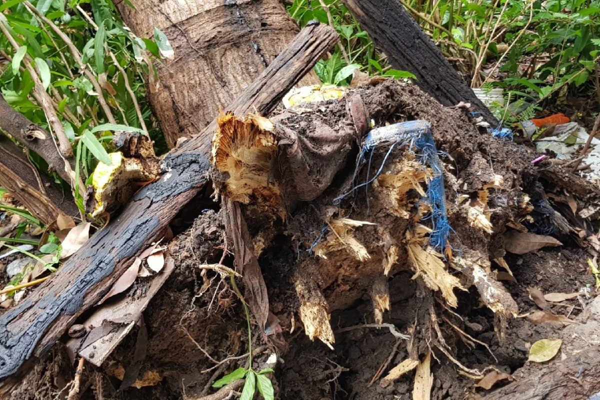 แรงลมพายุฤดูร้อนหักโค่นต้นไม้ใหญ่ทับบ้านเรือนที่ปราจีนบุรี