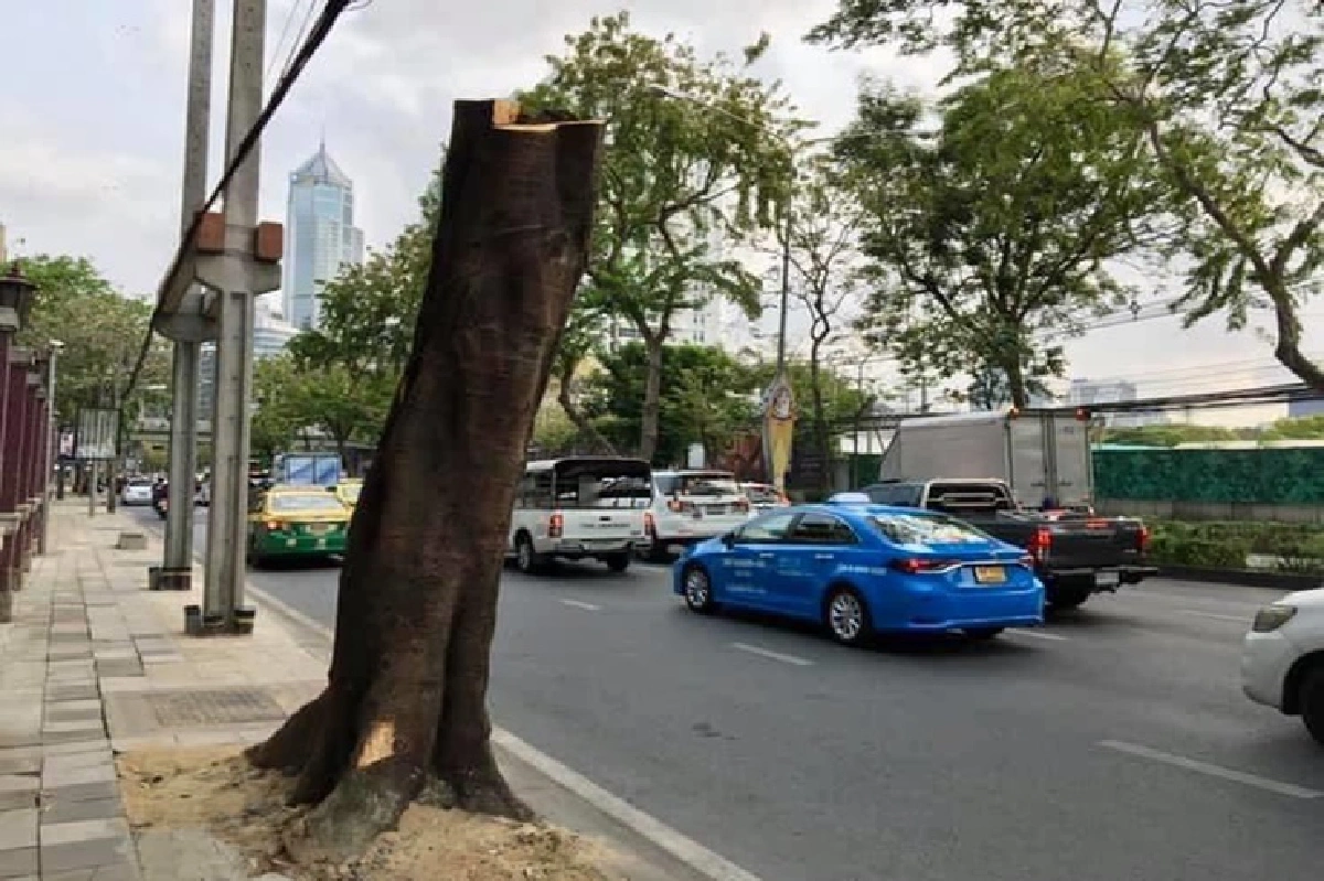 พรรคกล้า ยื่นหนังสือจี้เขตปทุมวันแก้ปัญหาตัดต้นไม้จนหัวกุด
