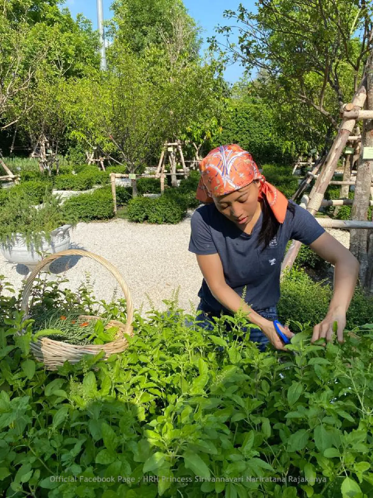"เจ้าฟ้าสิริวัณณวรี" ทรงใช้เวลาว่างลุยทำสวน เก็บผักสวนครัวมาปรุงอาหาร 