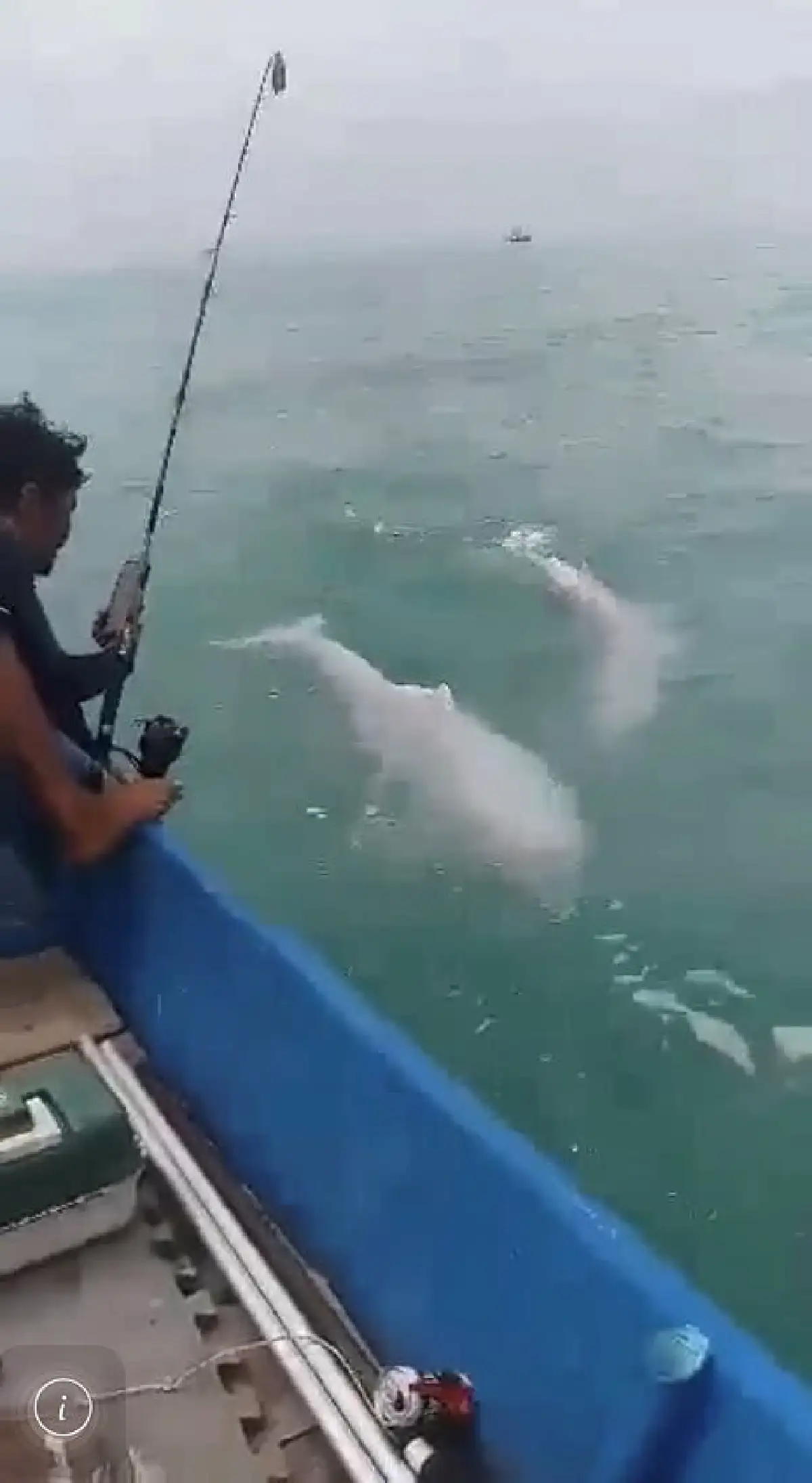 พบโลมาสีชมพู 3 ตัวโผล่เล่นน้ำข้างเรือประมงเกาะพงัน