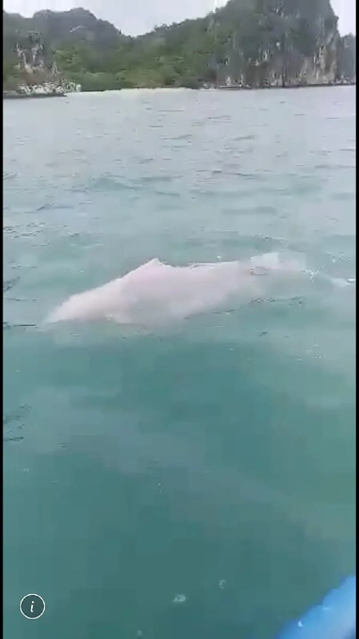 พบโลมาสีชมพู 3 ตัวโผล่เล่นน้ำข้างเรือประมงเกาะพงัน