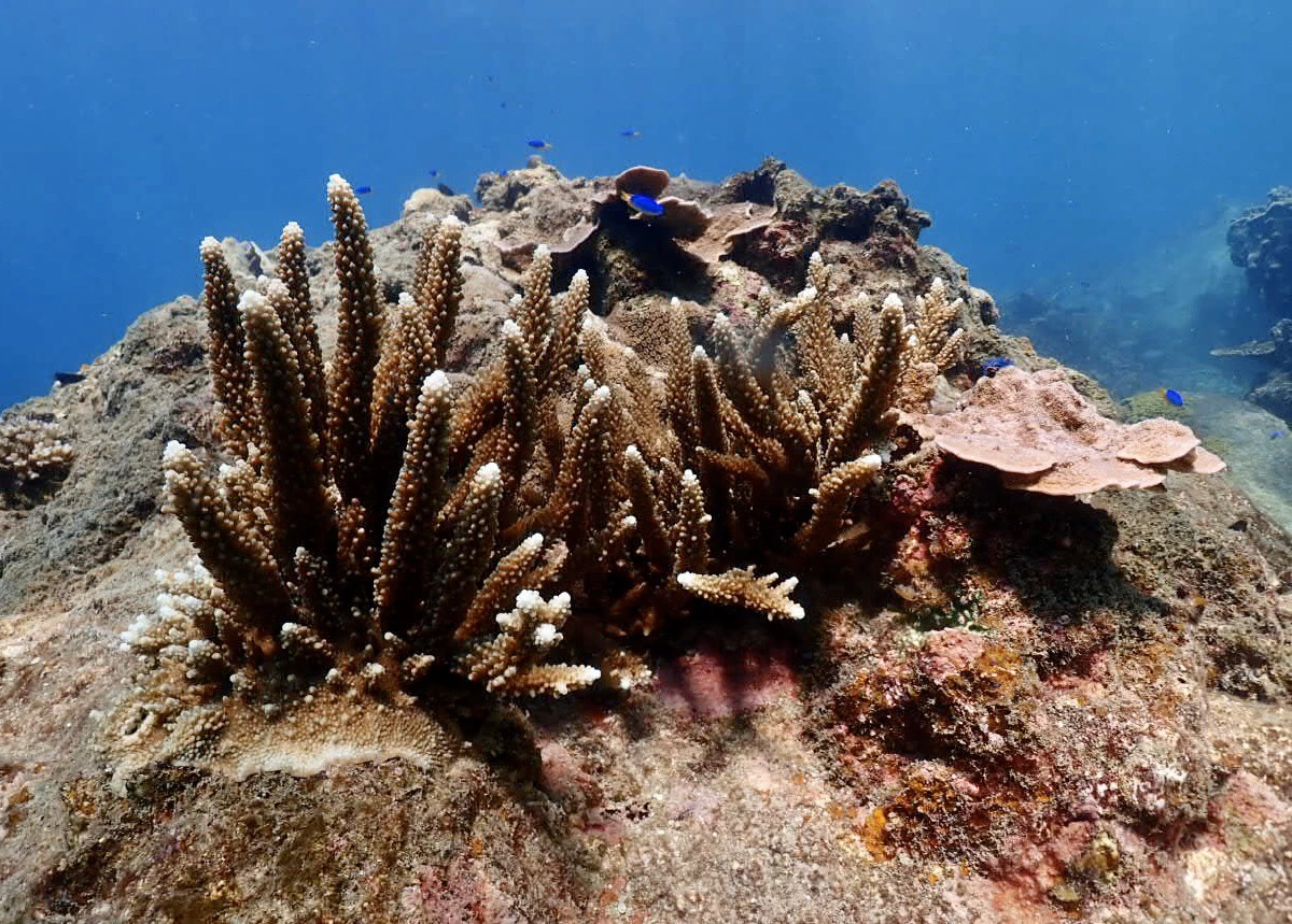 ตะลึง!เจอฝูงฉลามครีบดำร่วม 30 ตัวช่วงธรรมชาติใต้ท้องทะเลฟื้นตัว