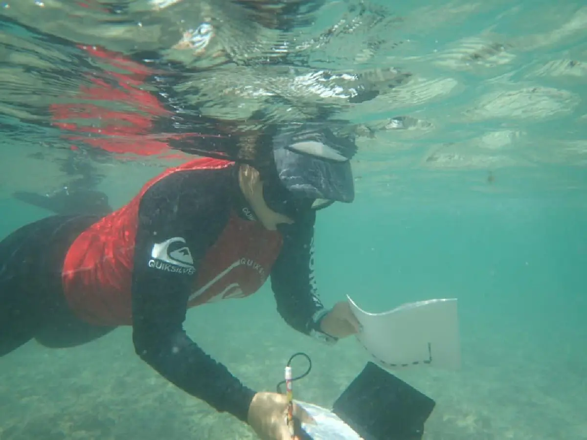 ตะลึง!เจอฝูงฉลามครีบดำร่วม 30 ตัวช่วงธรรมชาติใต้ท้องทะเลฟื้นตัว