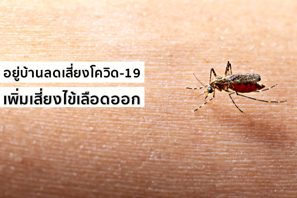 อยู่บ้านลดเสี่ยงโควิด-19 เพิ่มเสี่ยงไข้เลือดออก อยู่บ้านลดเสี่ยงโควิด-19 เพิ่มเสี่ยงไข้เลือดออก