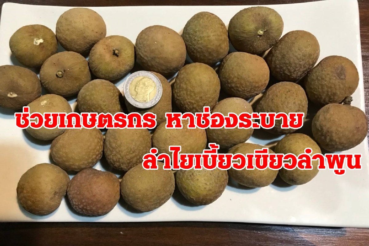 ช่วยเกษตรกร ผู้ปลูกลำไยเบี้ยวเขียวลำพูน มีช่องทางขาย ช่วยเกษตรกร ผู้ปลูกลำไยเบี้ยวเขียวลำพูน มีช่องทางขาย