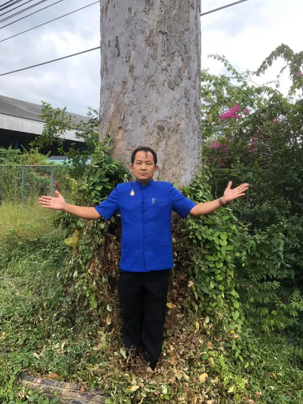 กรมทางหลวง สั่งยกเลิกตัด "ต้นยางนา" อายุหลายร้อยปีที่ยโสฯ 