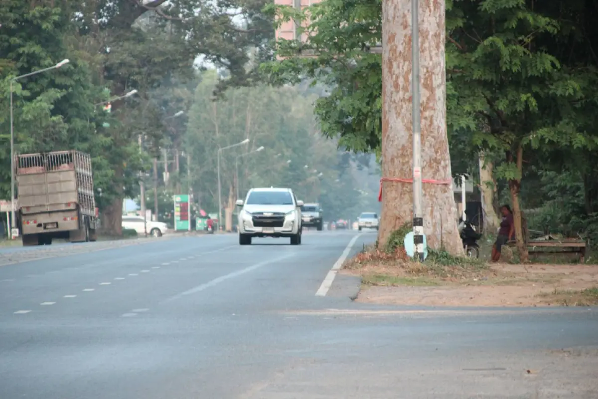กรมทางหลวง สั่งยกเลิกตัด "ต้นยางนา" อายุหลายร้อยปีที่ยโสฯ 