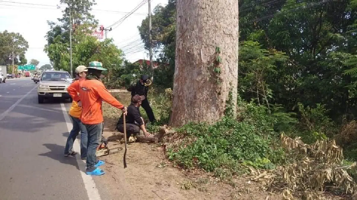 กรมทางหลวง สั่งยกเลิกตัด "ต้นยางนา" อายุหลายร้อยปีที่ยโสฯ 