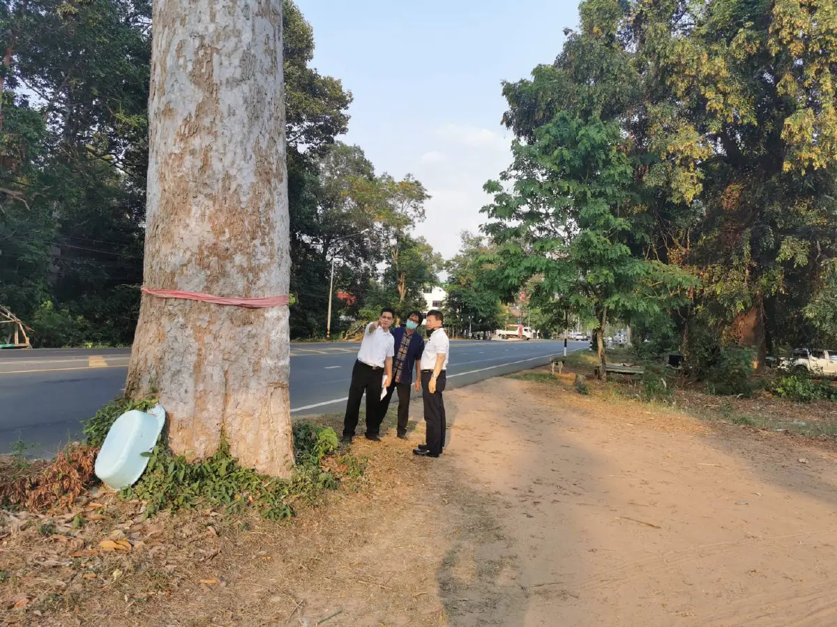 กรมทางหลวง สั่งยกเลิกตัด "ต้นยางนา" อายุหลายร้อยปีที่ยโสฯ 