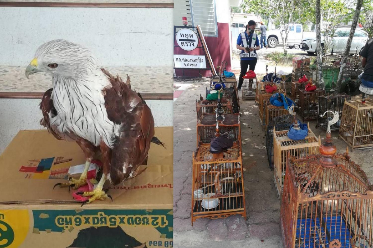 รวบผู้ต้องหาโพสต์ขายสัตว์ป่าคุ้มครองในเฟซบุ๊ก พร้อมของกลาง 38 ตัว รวบผู้ต้องหาโพสต์ขายสัตว์ป่าคุ้มครองในเฟซบุ๊ก พร้อมของกลาง 38 ตัว