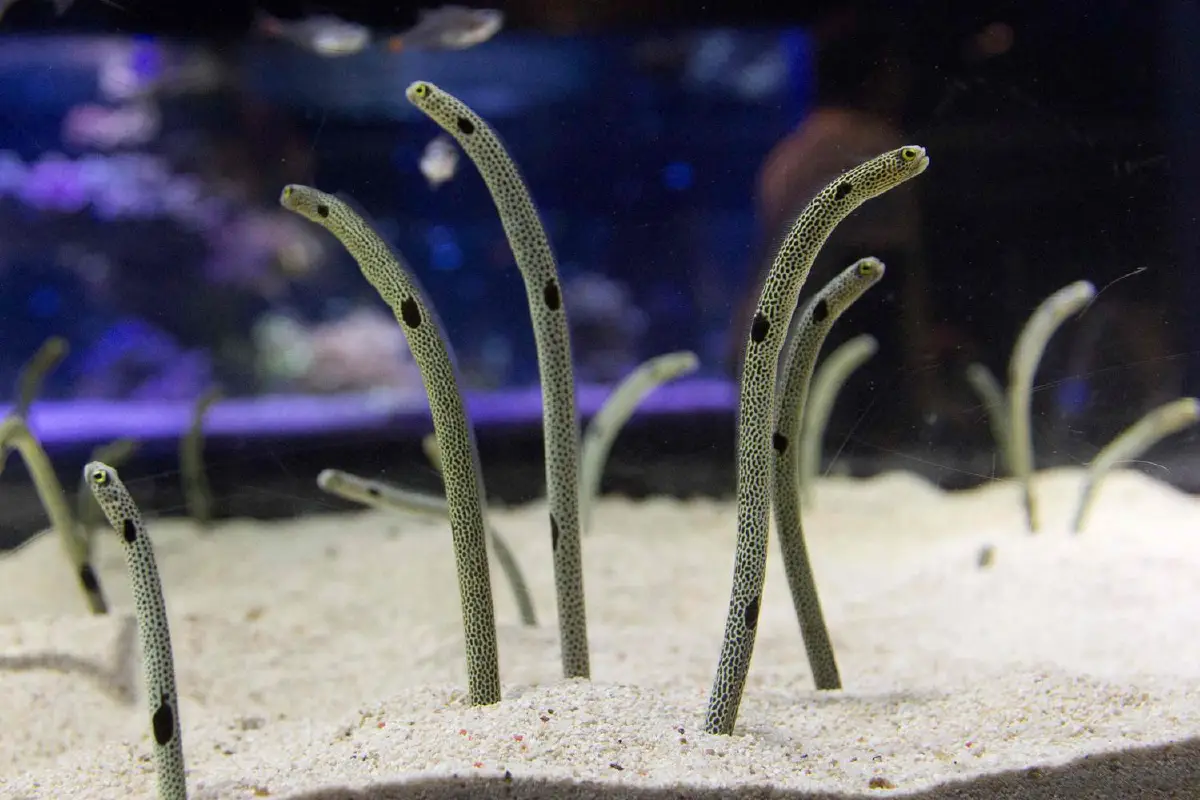 เมื่อมองมุมต่างจะเห็นหลากปรากฏการณ์ที่โควิดสร้างจากทั่วโลก