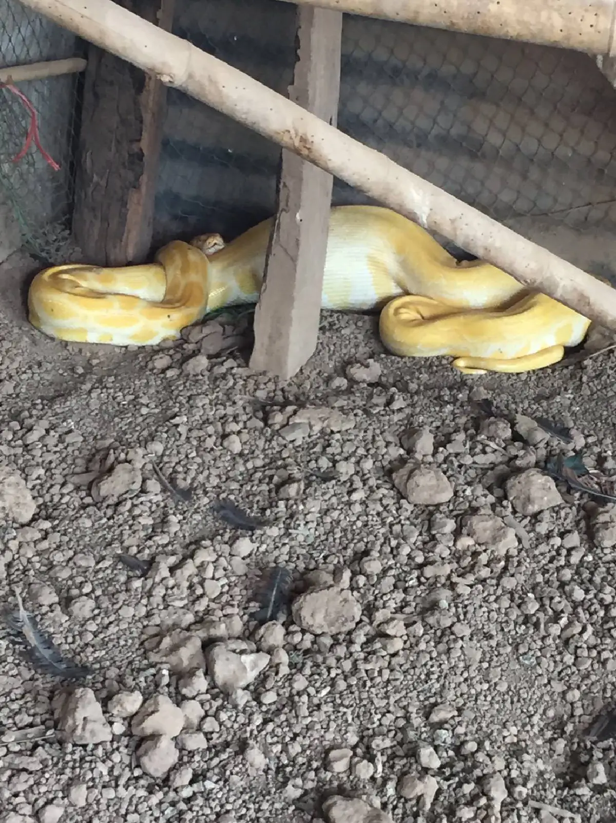 ผงะ!งูเหลือมทองตัวเขื่องเขมือบไก่ชนจนเลื้อยไปไหนไม่ได้