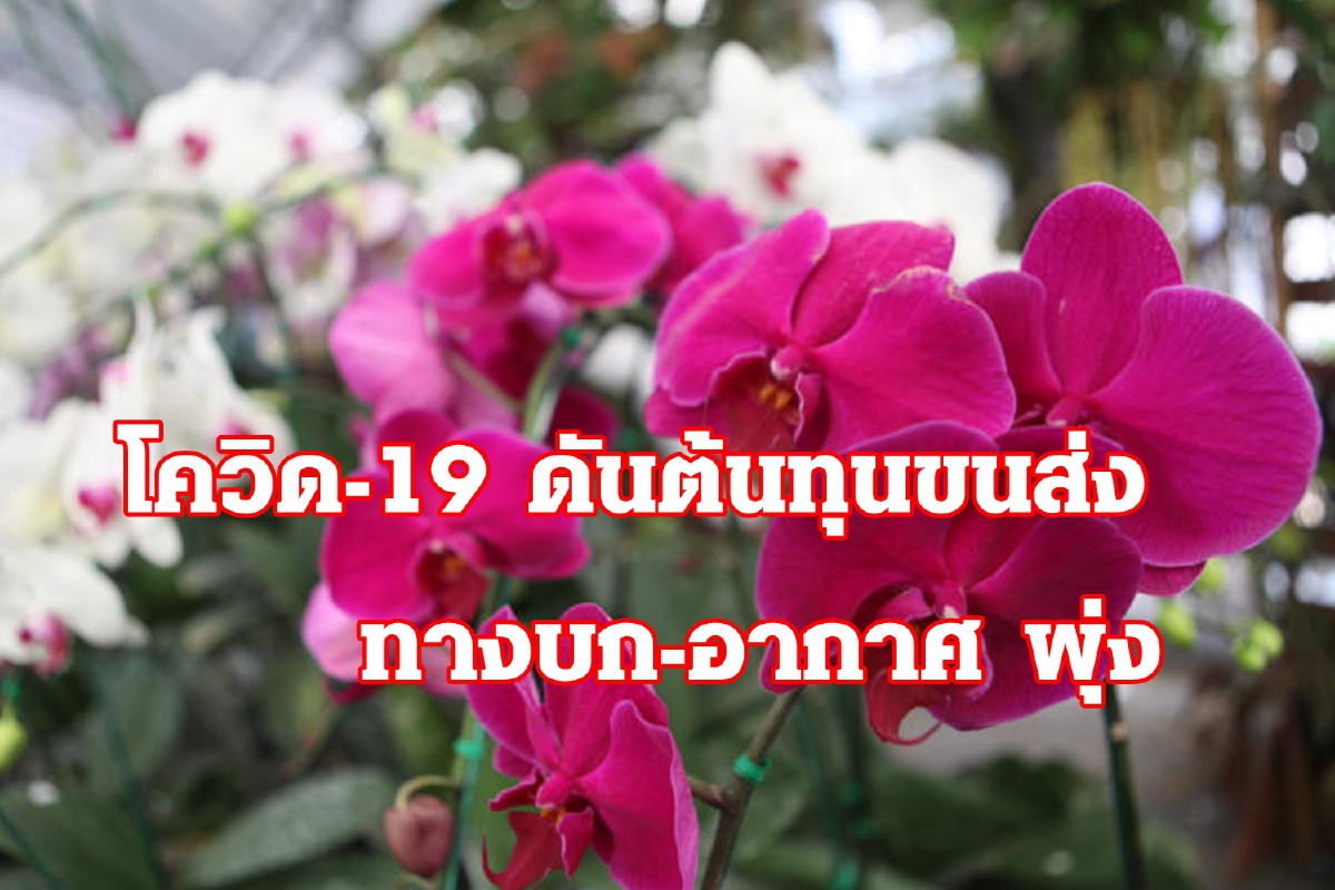 มาตรการ ล็อค ดาวน์ แต่ละประเทศ ทำต้นทุนขนส่งไม้ดอกพุ่ง มาตรการ ล็อค ดาวน์ แต่ละประเทศ ทำต้นทุนขนส่งไม้ดอกพุ่ง