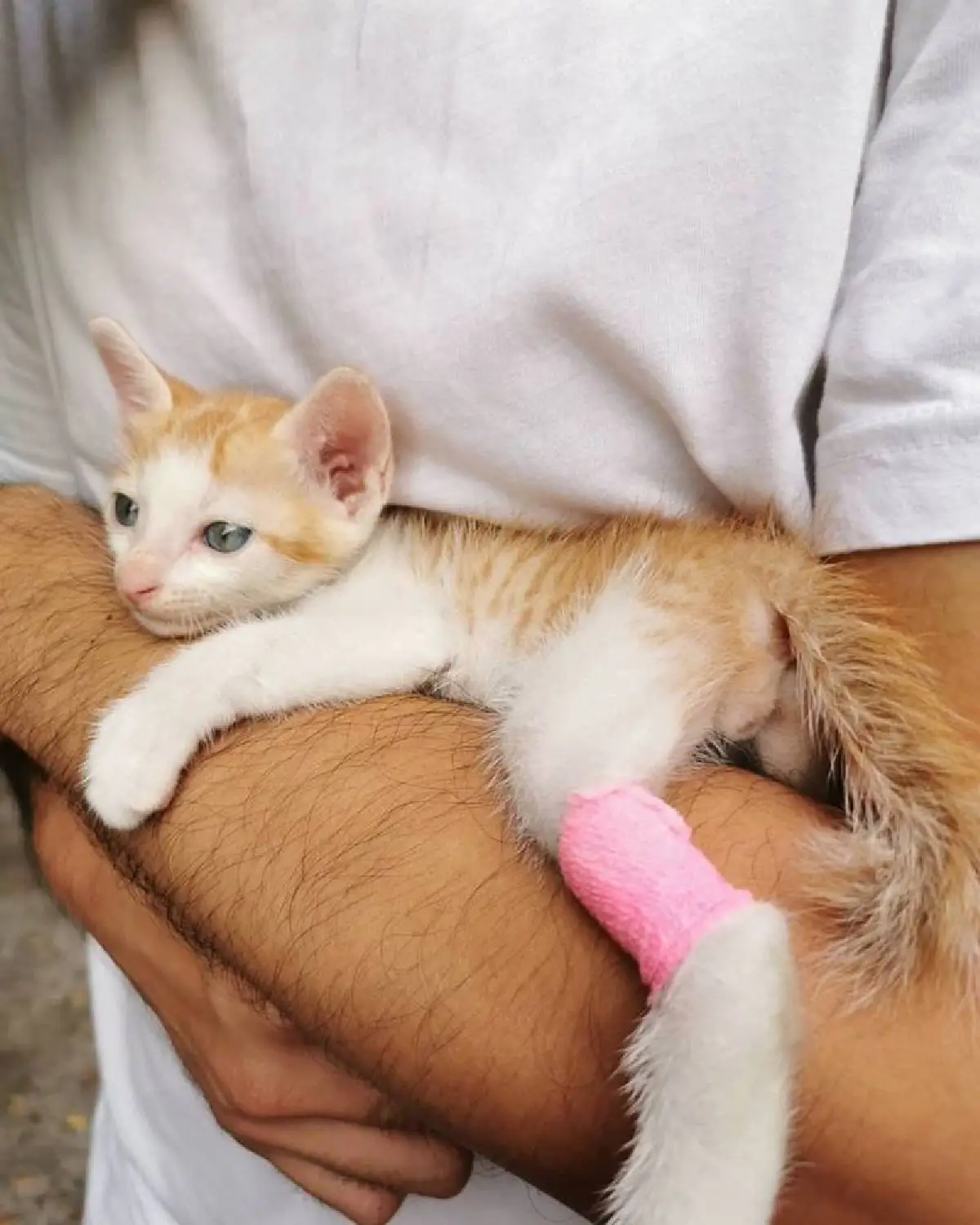 โย่ง อาร์มแชร์ เผยภาพน่ารัก น้องส้มหยุด ลูกแมวที่ช่วยมาจากข้างถนน 