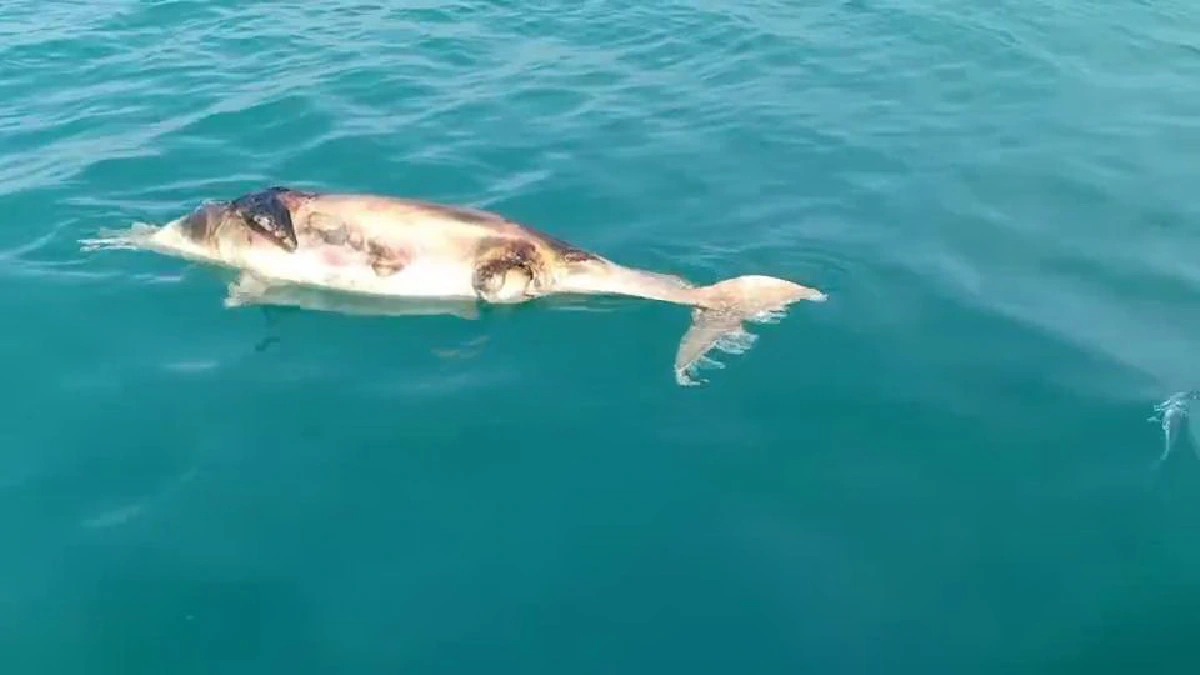 พบโลมาตายปริศนาลอยอืดกลางทะเลหน้าอ่าวหัวไทรอีกแล้ว