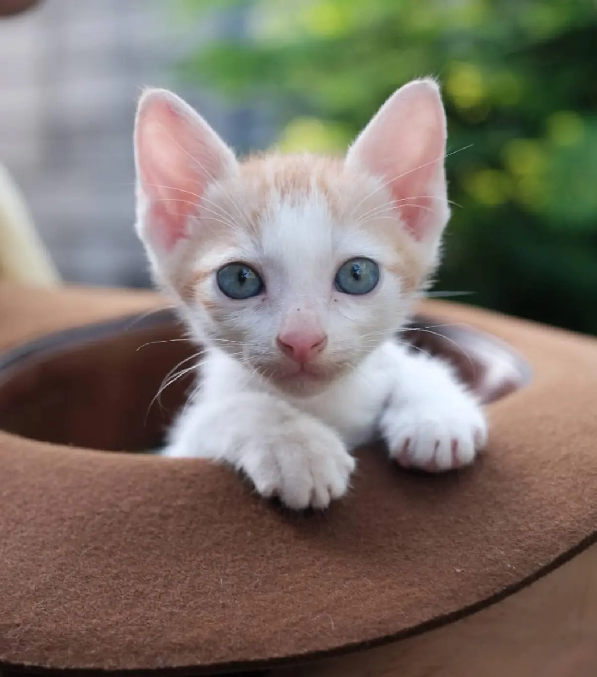 โย่ง อาร์มแชร์ เผยภาพน่ารัก น้องส้มหยุด ลูกแมวที่ช่วยมาจากข้างถนน 