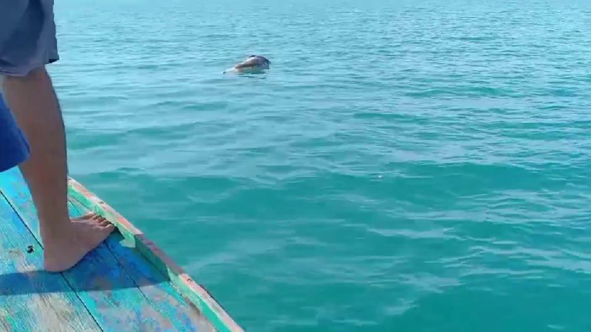 พบโลมาตายปริศนาลอยอืดกลางทะเลหน้าอ่าวหัวไทรอีกแล้ว