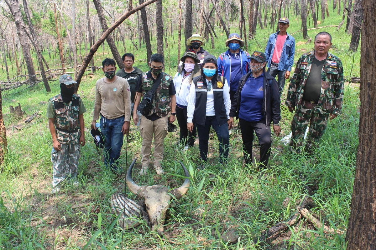 พบซากกระทิงทับลานถูกชำแหละเนื้อกลางป่า