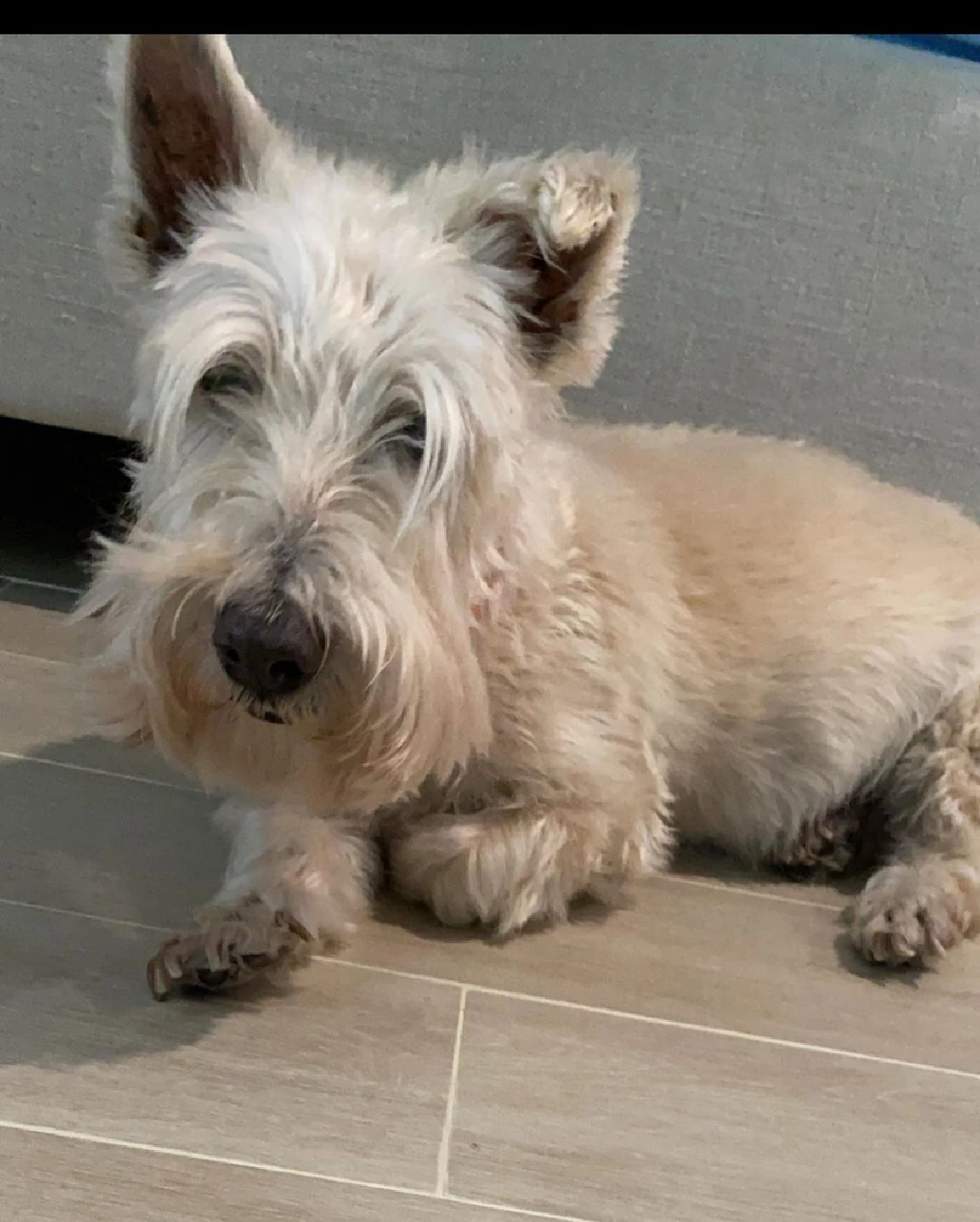 "ใหม่ เจริญปุระ" สุดเศร้า! กอดร้องไห้สุนัขที่เลี้ยงเหมือนลูก "ไอรีแลนด์" ครั้งสุดท้าย