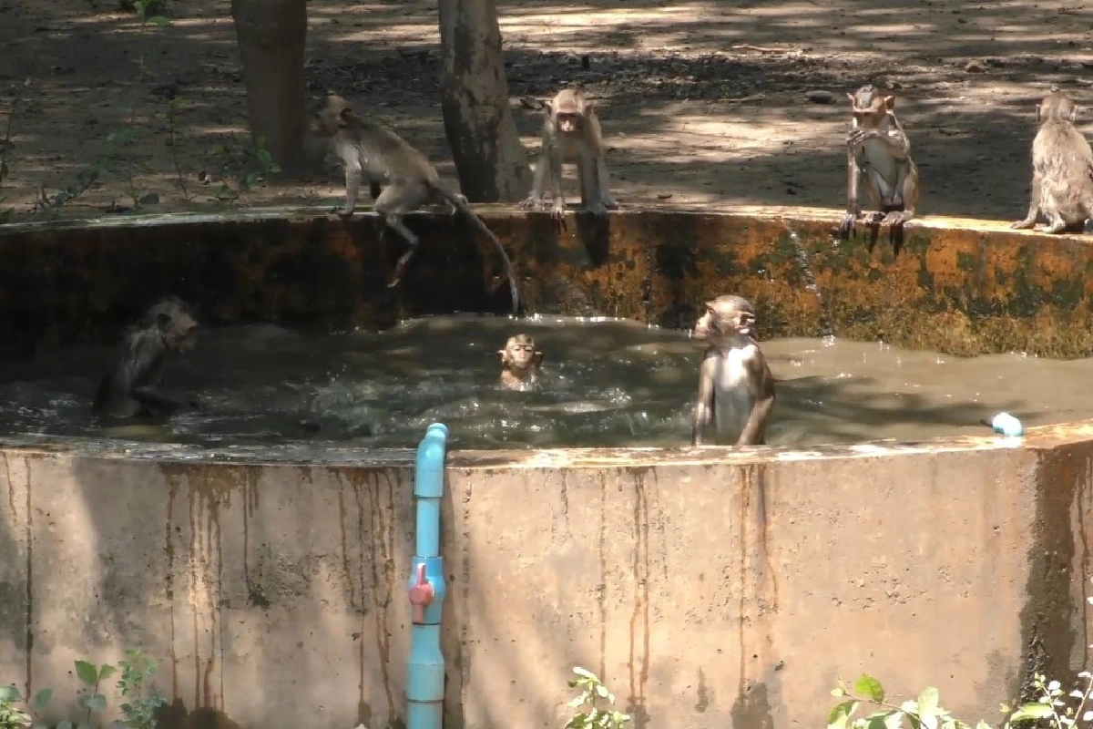 ชัยนาทอุณหภูมิทะลุ40องศา ลิงนับพันตัวลงเล่นน้ำคลายร้อน