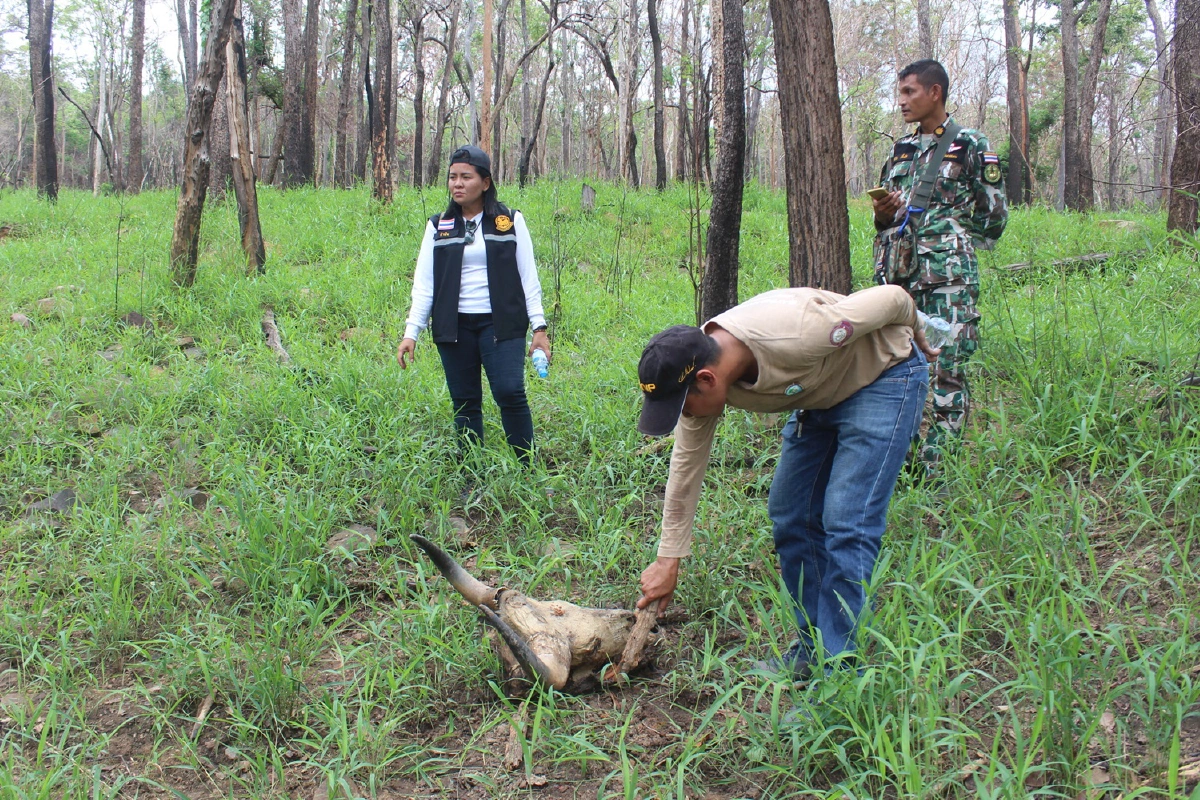 พบซากกระทิงทับลานถูกชำแหละเนื้อกลางป่า