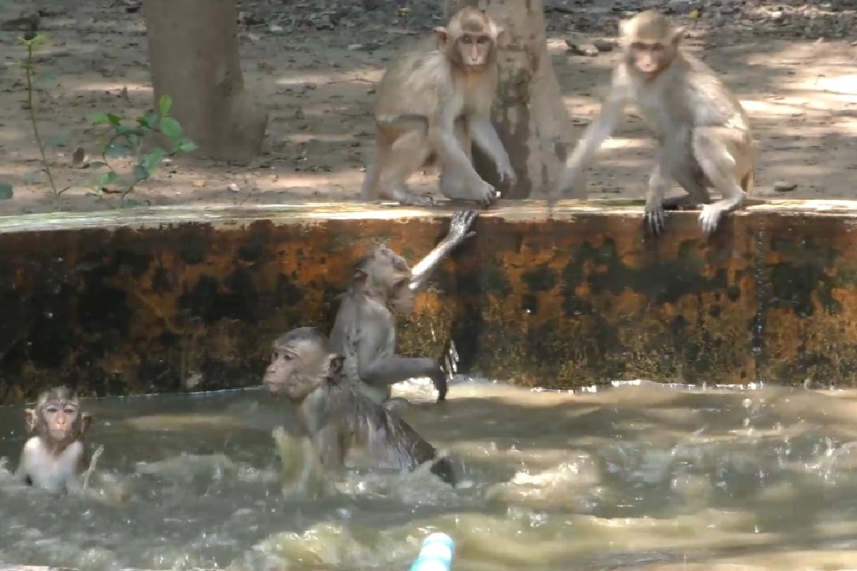 ชัยนาทอุณหภูมิทะลุ40องศา ลิงนับพันตัวลงเล่นน้ำคลายร้อน