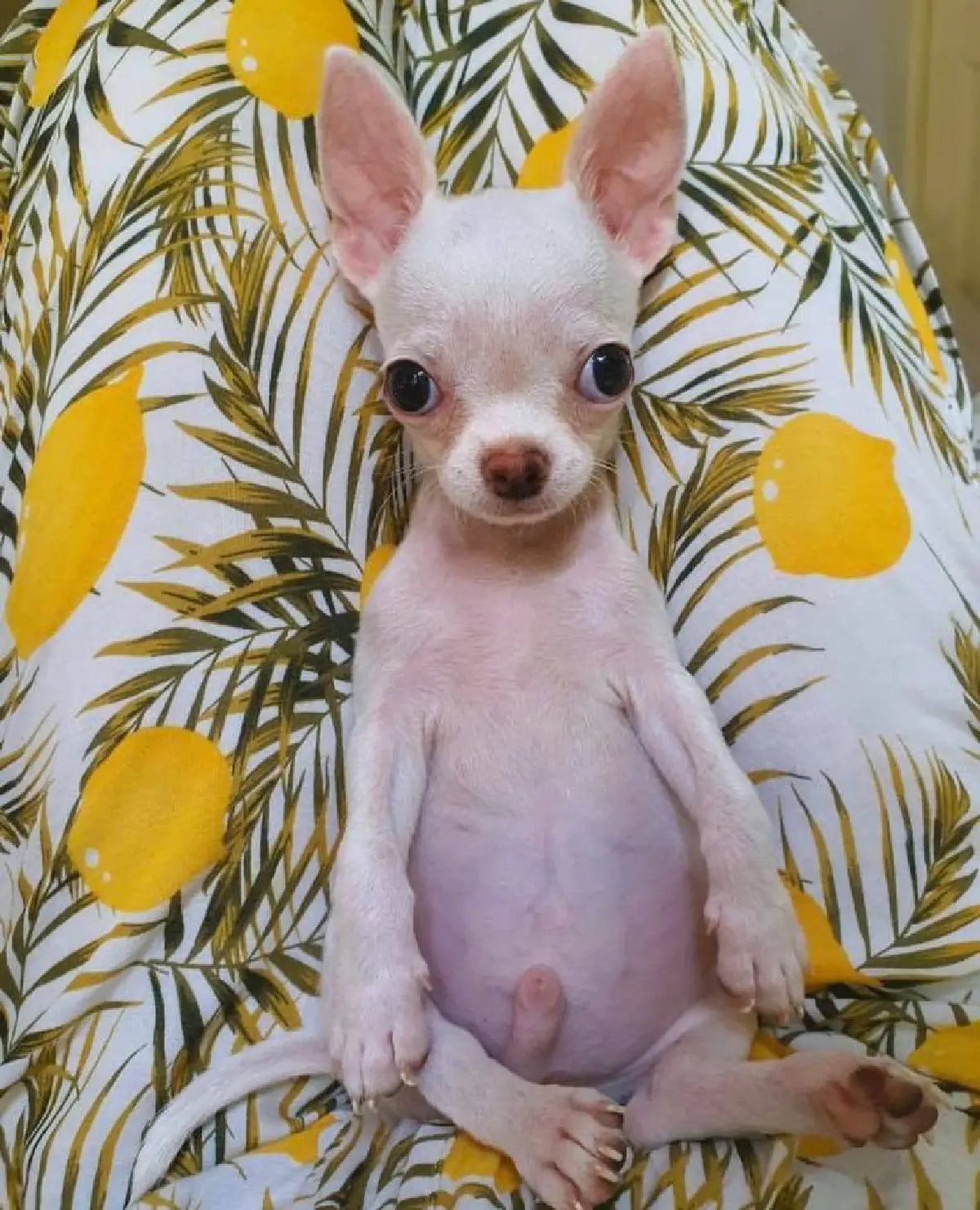 ส่องภาพน่ารัก! ปาล์มมี่ จับน้องหมา แต่งตัวแบบมีสไตล์ด้วยชุด D.I.Y 