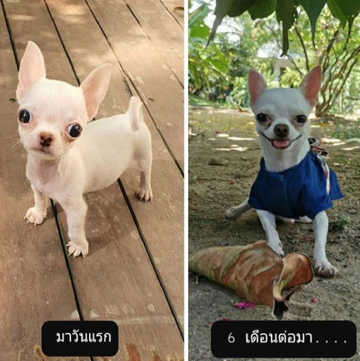 ส่องภาพน่ารัก! ปาล์มมี่ จับน้องหมา แต่งตัวแบบมีสไตล์ด้วยชุด D.I.Y 