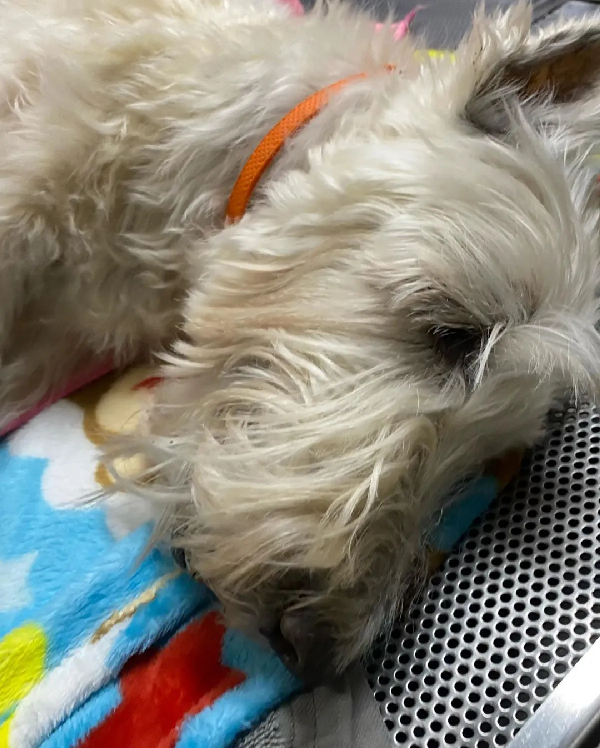 ใหม่ เจริญปุระ อาลัยทั้งน้ำตา! สุดเศร้าเสียน้องหมาที่รักเหมือนลูก