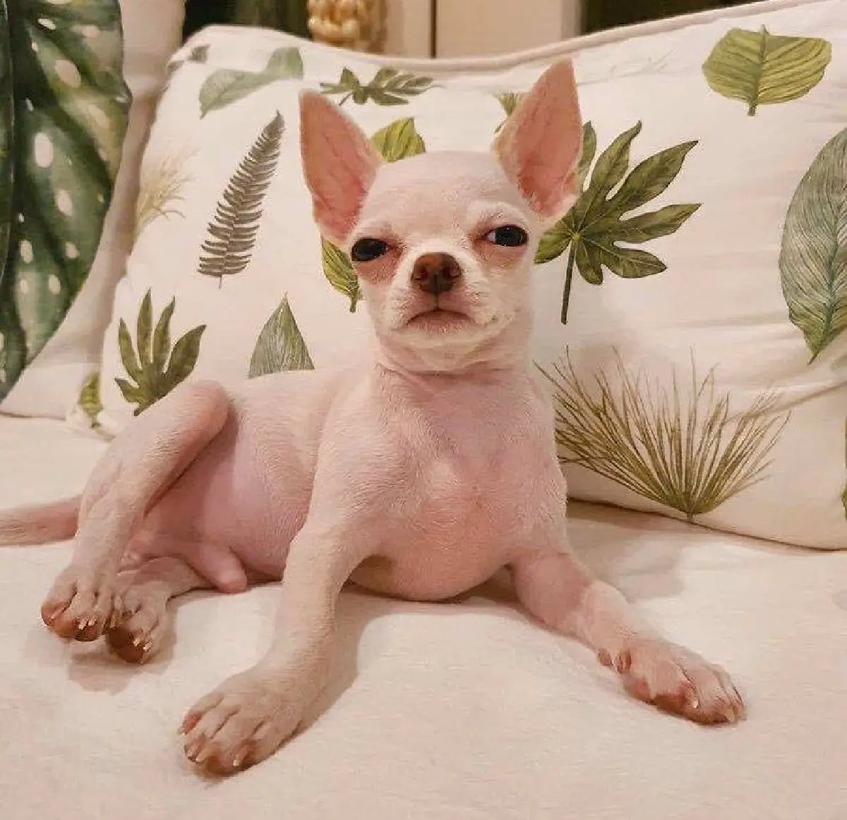 ส่องภาพน่ารัก! ปาล์มมี่ จับน้องหมา แต่งตัวแบบมีสไตล์ด้วยชุด D.I.Y 